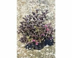 FLORASELF® Weigelia Weigela Florida 'Alexandra' Potmaat Ø29 Cm -FLORASELF Verkoop DV 8 8109725 04 4c DE 20150519175831