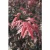 FLORASELF® Japanse Esdoorn Acer Palmatum 'Bloodgood' Potmaat Ø31 Cm -FLORASELF Verkoop DV 8 8109761 01 4c DE 20150519161327