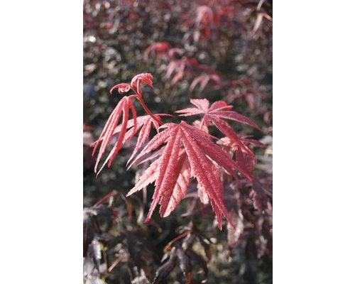 FLORASELF® Japanse Esdoorn Acer Palmatum 'Bloodgood' Potmaat Ø31 Cm 3 FLORASELF® Japanse Esdoorn Acer Palmatum 'Bloodgood' Potmaat Ø31 Cm