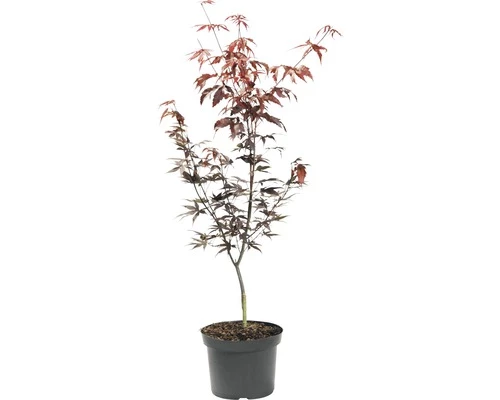 FLORASELF® Japanse Esdoorn Acer Palmatum 'Bloodgood' Potmaat Ø31 Cm 4 FLORASELF® Japanse Esdoorn Acer Palmatum 'Bloodgood' Potmaat Ø31 Cm - Afbeelding 2