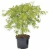 FLORASELF® Japanse Esdoorn Acer Palmatum 'Dissectum Virdis' Potmaat Ø17 Cm -FLORASELF Verkoop DV 8 8109767 01 4c DE 20150521121500