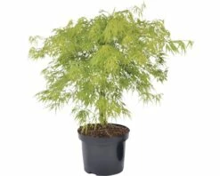 FLORASELF® Japanse Esdoorn Acer Palmatum 'Dissectum Virdis' Potmaat Ø17 Cm