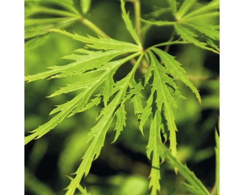 FLORASELF® Japanse Esdoorn Acer Palmatum 'Dissectum Virdis' Potmaat Ø17 Cm 4 FLORASELF® Japanse Esdoorn Acer Palmatum 'Dissectum Virdis' Potmaat Ø17 Cm - Afbeelding 2