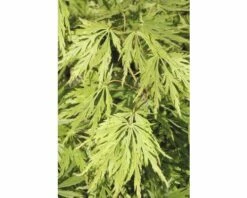 FLORASELF® Japanse Esdoorn Acer Palmatum 'Dissectum Virdis' Potmaat Ø17 Cm 7 FLORASELF® Japanse Esdoorn Acer Palmatum 'Dissectum Virdis' Potmaat Ø17 Cm -FLORASELF Verkoop DV 8 8109767 03 4c DE 20150519192245