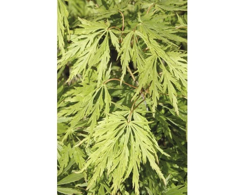 FLORASELF® Japanse Esdoorn Acer Palmatum 'Dissectum Virdis' Potmaat Ø17 Cm 5 FLORASELF® Japanse Esdoorn Acer Palmatum 'Dissectum Virdis' Potmaat Ø17 Cm - Afbeelding 3