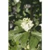FLORASELF® Kornoelje Cornus 'Flaviramea' Potmaat Ø24 Cm -FLORASELF Verkoop DV 8 8109768 01 4c DE 20150519154940