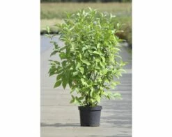 FLORASELF® Kornoelje Cornus 'Flaviramea' Potmaat Ø24 Cm -FLORASELF Verkoop DV 8 8109768 02 4c DE 20150519155003