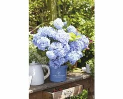 FloraSelf ENDLESS SUMMER Hortensia - Hydrangea 'Original Blue' Potmaat Ø23 Cm