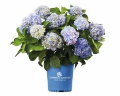 FloraSelf ENDLESS SUMMER Hortensia - Hydrangea 'Original Blue' Potmaat Ø23 Cm -FLORASELF Verkoop DV 8 8109775 03 4c NL 20200507051659