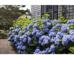 FloraSelf ENDLESS SUMMER Hortensia - Hydrangea 'Original Blue' Potmaat Ø23 Cm -FLORASELF Verkoop DV 8 8109775 04 4c NL 20200507051659