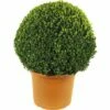 FLORASELF® Buxus Bol Sempervirens 58-65 Cm -FLORASELF Verkoop DV 8 8117251 02 4c DE 20160213185833