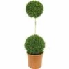 FLORASELF® Buxus Bol Op Stam Sempervirens 2 Bollen 80-90 Cm 2 FLORASELF® Buxus Bol Op Stam Sempervirens 2 Bollen 80-90 Cm -FLORASELF Verkoop DV 8 8117254 01 4c DE 20160213185758