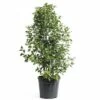 FLORASELF Sneeuwbal Viburnum Tinus Potmaat Ø 32.0 Cm H 80-100 Cm -FLORASELF Verkoop DV 8 8119473 01 4c CH 20181017124655