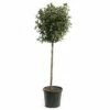 FLORASELF Sneeuwbal Viburnum Tinus Potmaat Ø 31.0 Cm H 80-100 Cm -FLORASELF Verkoop DV 8 8119474 01 4c CH 20181017124655