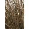 FloraSelf Zegge Carex Comans 'Frosted Curls' Potmaat Ø 14 Cm H 10-30 Cm -FLORASELF Verkoop DV 8 8138856 01 4c DE 20210112161752 1