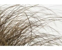 FloraSelf Zegge Carex Comans 'Frosted Curls' Potmaat Ø 19 Cm H 10-30 Cm -FLORASELF Verkoop DV 8 8138856 02 4c DE 20210112161752 1
