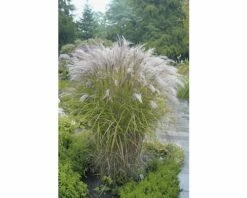 FLORASELF Prachtriet Miscanthus Sinensis 'Kleine Silberspinne' Potmaat Ø 19 Cm H 10-100 Cm
