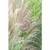 FLORASELF Prachtriet Miscanthus Sinensis Ø 11 Cm -FLORASELF Verkoop DV 8 8138872 02 4c DE 20220801164651 1