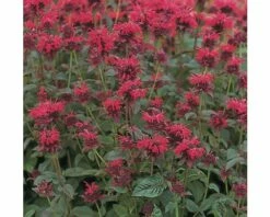 FLORASELF Bergamotplant Monarda Hybriden Ø 11 Cm -FLORASELF Verkoop DV 8 8138877 01 4c DE 20200710084754