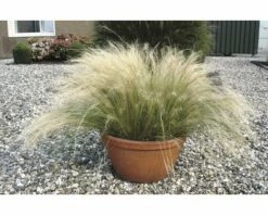 FLORASELF Vedergras Stipa Tenuifolia 'Pony Tails' Potmaat Ø 14 Cm H 10-30 Cm