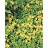 FLORASELF® Penningkruid Lysimachia Nummularia Geel Potmaat Ø 18 Cm -FLORASELF Verkoop DV 8 8141149 01 4c DE 20150828104937