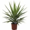 FLORASELF Palmlelie Yucca Elephantipes Potmaat Ø 20.0 Cm H 35-45 Cm -FLORASELF Verkoop DV 8 8146041 01 4c DE 20171220050553