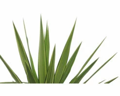 FLORASELF Palmlelie Yucca Elephantipes Potmaat Ø 20.0 Cm H 35-45 Cm -FLORASELF Verkoop DV 8 8146041 02 4c RO 20220321191904