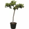 FLORASELF Druif Vitis Vinifera Potmaat Ø 45.0 Cm H 140-160 Cm -FLORASELF Verkoop DV 8 8169883 01 4c DE 20171122164805