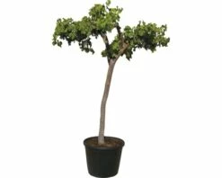 FLORASELF Druif Vitis Vinifera Potmaat Ø 45.0 Cm H 140-160 Cm