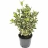 FLORASELF Kardinaalsmuts Euonymus Japonicus Potmaat Ø 23 Cm H 40-50 Cm -FLORASELF Verkoop DV 8 8178288 01 4c DE 20180221123919