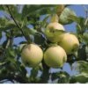 FLORASELF® Appelboom Malus Domestica 'Golden Delicious' Potmaat Ø17 Cm -FLORASELF Verkoop DV 8 8206163 01 4c CH 20230116181700