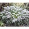 FloraSelf Lampenpoetsersgras Pennisetum Alopecuroides 'Little Bunny' Potmaat Ø 14 Cm H 5-20 Cm -FLORASELF Verkoop DV 8 8213928 01 4c DE 20210415114758