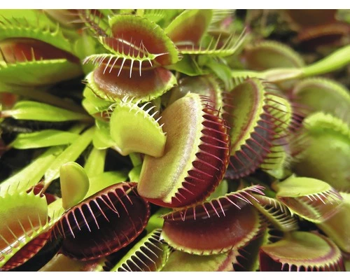 FLORASELF Venus Vliegenval Dionaea Muscipula Potmaat Ø 8.5 Cm H 8-12 Cm 7 FLORASELF Venus Vliegenval Dionaea Muscipula Potmaat Ø 8.5 Cm H 8-12 Cm - Afbeelding 5