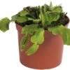 FLORASELF Venus Vliegenval Dionaea Muscipula Potmaat Ø 8.5 Cm H 8-12 Cm