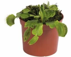FLORASELF Venus Vliegenval Dionaea Muscipula Potmaat Ø 8.5 Cm H 8-12 Cm