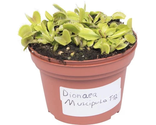 FLORASELF Venus Vliegenval Dionaea Muscipula Potmaat Ø 8.5 Cm H 8-12 Cm 4 FLORASELF Venus Vliegenval Dionaea Muscipula Potmaat Ø 8.5 Cm H 8-12 Cm - Afbeelding 2