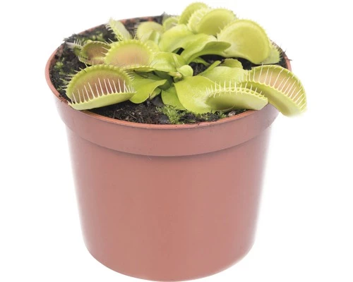 FLORASELF Venus Vliegenval Dionaea Muscipula Potmaat Ø 8.5 Cm H 8-12 Cm 5 FLORASELF Venus Vliegenval Dionaea Muscipula Potmaat Ø 8.5 Cm H 8-12 Cm - Afbeelding 3