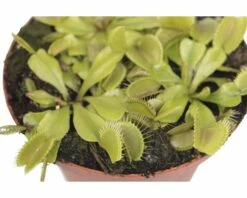 FLORASELF Venus Vliegenval Dionaea Muscipula Potmaat Ø 8.5 Cm H 8-12 Cm 11 FLORASELF Venus Vliegenval Dionaea Muscipula Potmaat Ø 8.5 Cm H 8-12 Cm -FLORASELF Verkoop DV 8 8226430 05 4c DE 20170525180128