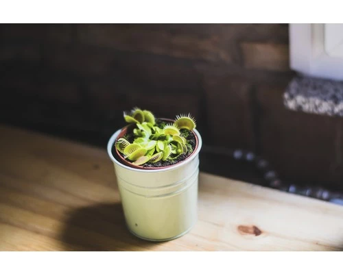 FLORASELF Venus Vliegenval Dionaea Muscipula Potmaat Ø 8.5 Cm H 8-12 Cm 8 FLORASELF Venus Vliegenval Dionaea Muscipula Potmaat Ø 8.5 Cm H 8-12 Cm - Afbeelding 6