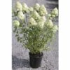 FLORASELF Pluimhortensia Hydrangea Paniculata 'Limelight' Potmaat Ø 29,0 Cm H 80-100 Cm -FLORASELF Verkoop DV 8 8258948 01 4c DE 20150519164408