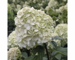 FLORASELF Pluimhortensia Hydrangea Paniculata 'Limelight' Potmaat Ø 29,0 Cm H 80-100 Cm -FLORASELF Verkoop DV 8 8258948 03 4c DE 20150519165536