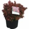 FLORASELF® Japanse Berberis Berberis Thunbergii 'Admiration' Potmaat Ø21 Cm -FLORASELF Verkoop DV 8 8258962 01 4c DE 20180209193719