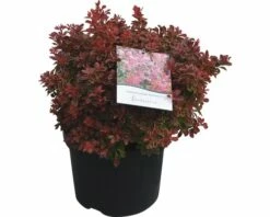 FLORASELF® Japanse Berberis Berberis Thunbergii 'Admiration' Potmaat Ø21 Cm