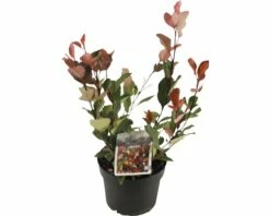 FloraSelf Glansmispel Photinia Little Red Robin Potmaat Ø 17 Cm 25-30 Cm