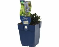 FLORASELF Kruipend Zenegroen Ajuga Reptans Ø 11 Cm