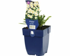 FLORASELF Aster Aster Alpinus 'Albus' Ø 11 Cm