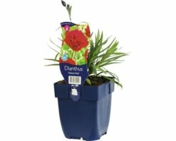 FLORASELF Anjer Dianthus Caryophyllus 'Odessa Red' Potmaat Ø 11 Cm H 5-20 Cm