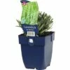 FLORASELF Lavendel Lavandula Angustifolia Ø 11 Cm 1 FLORASELF Lavendel Lavandula Angustifolia Ø 11 Cm -FLORASELF Verkoop DV 8 8279215 01 4c DE 20191216052741