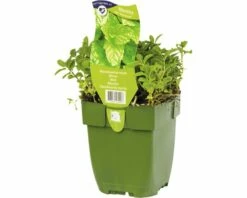 FLORASELF Marokkaanse Munt Mentha Spicata Ø 11 Cm 6 FLORASELF Marokkaanse Munt Mentha Spicata Ø 11 Cm -FLORASELF Verkoop DV 8 8279219 05 4c DE 20200213154657
