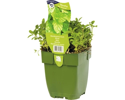 FLORASELF Marokkaanse Munt Mentha Spicata Ø 11 Cm 4 FLORASELF Marokkaanse Munt Mentha Spicata Ø 11 Cm - Afbeelding 2